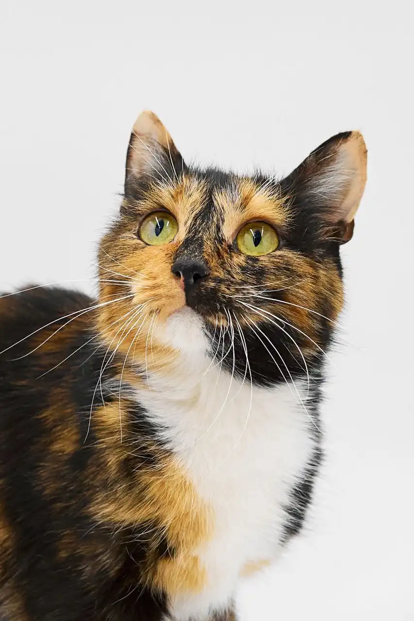 Кошка Джеки ищет дом