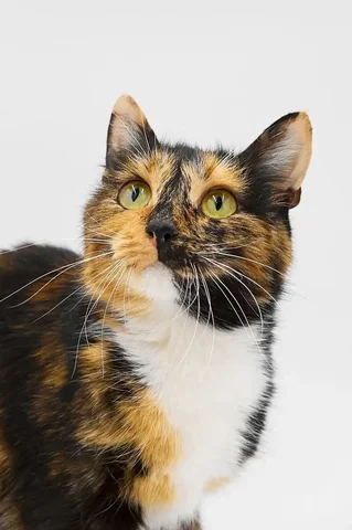 Кошка Джеки ищет дом - Животные в Тюмень