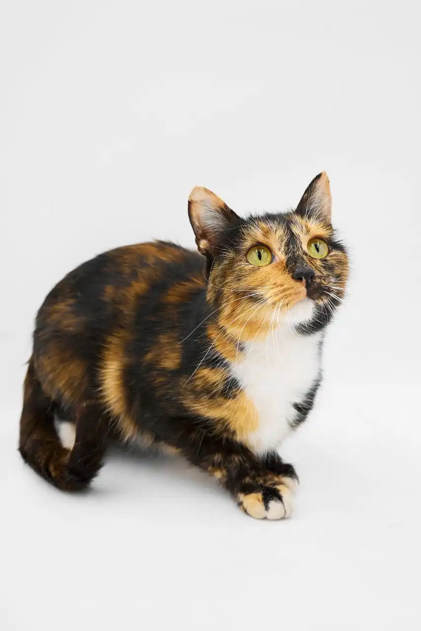 Кошка Джеки ищет дом