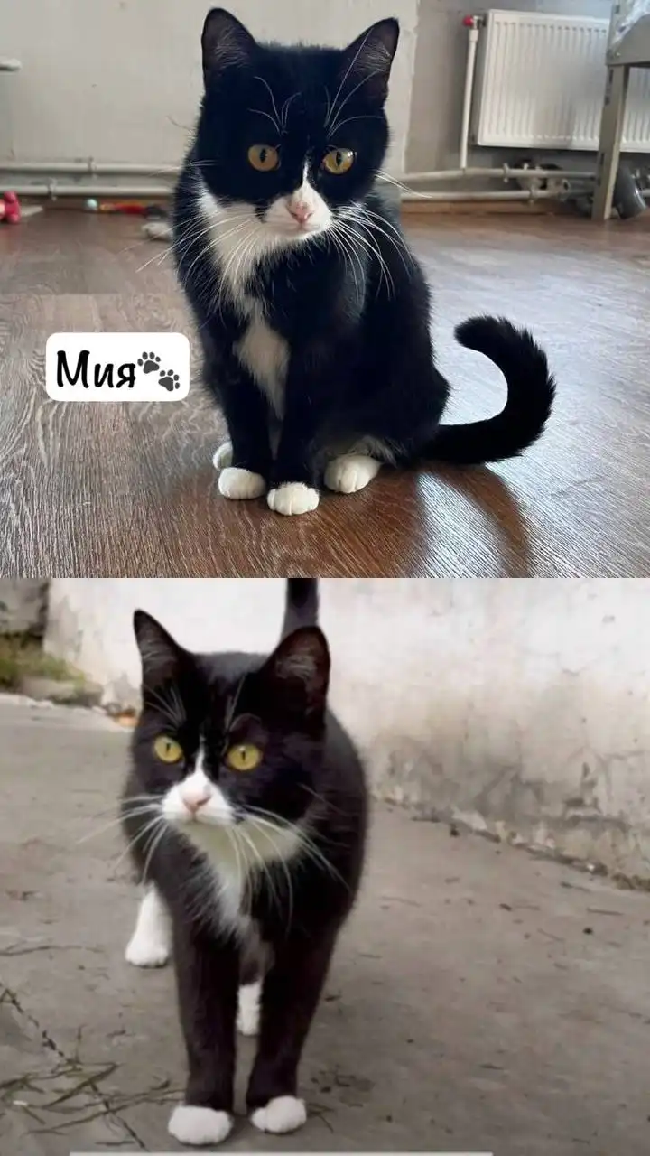 Кошка в добрые руки