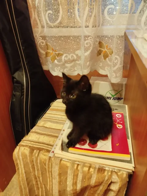 Котята, девочки - Животные в Тюмень