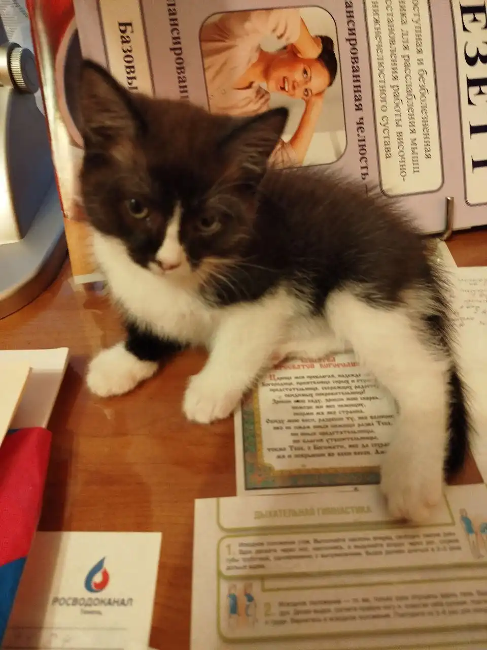 Котята, девочки