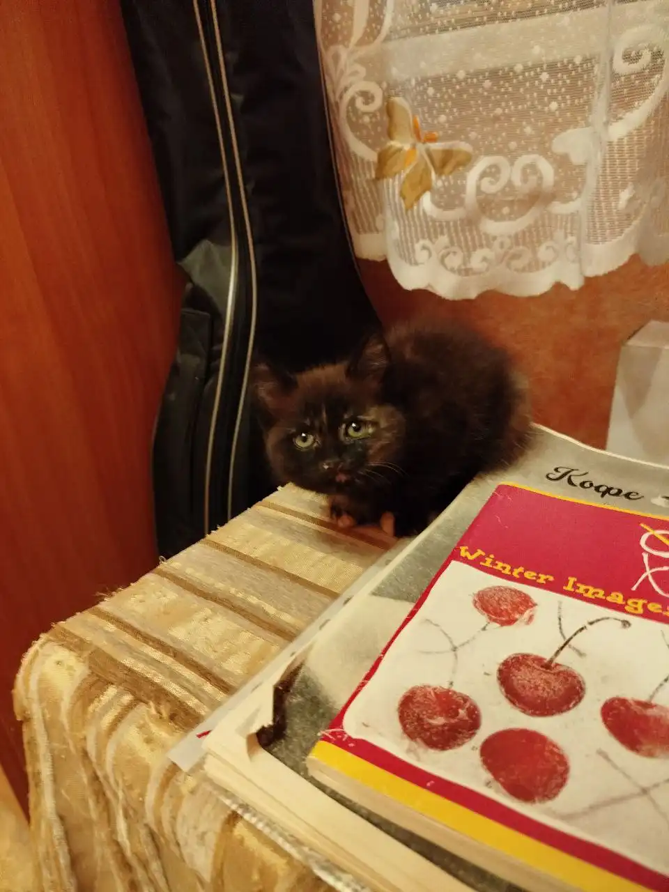 Котята, девочки