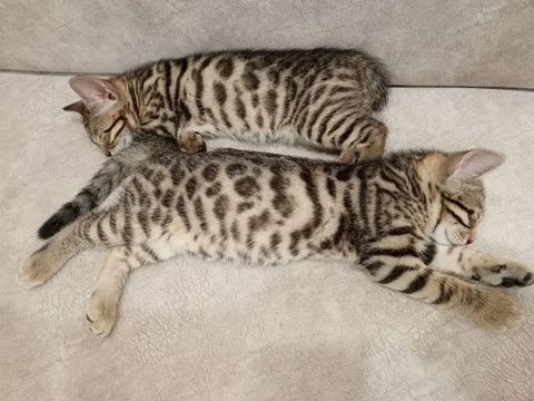 Продаются бенгальские котята - Животные в Тюмень