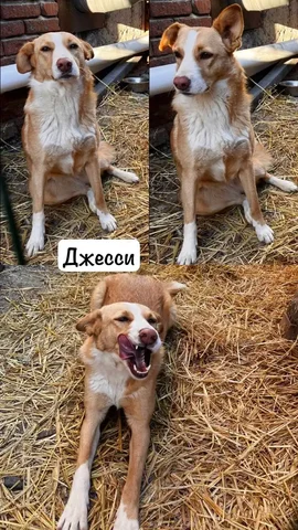 Кошка Джесси ищет дом - Животные в Тюмень