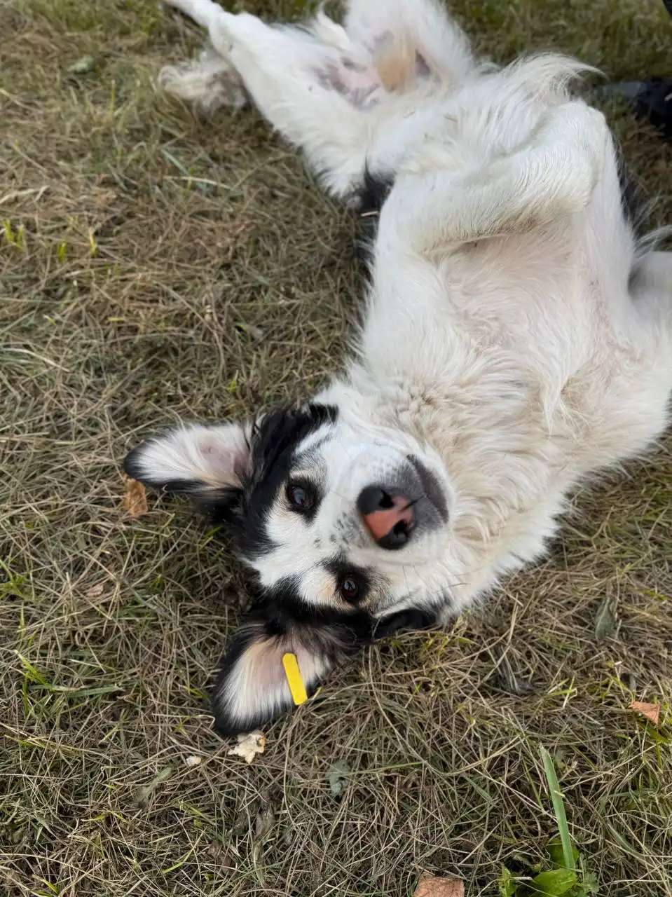 Ищет дом и любящего человека молодой песик Арчи