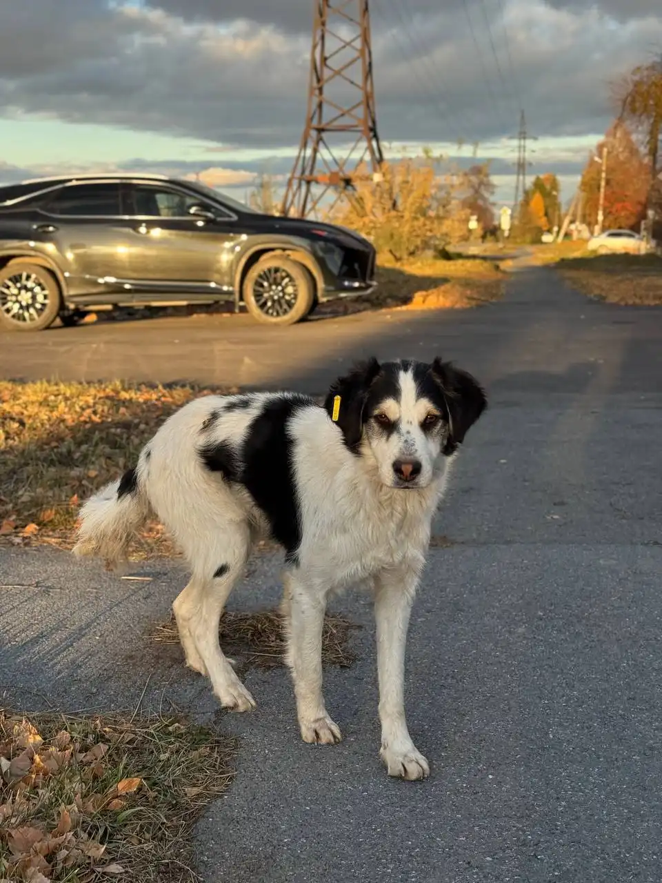 Ищет дом и любящего человека молодой песик Арчи
