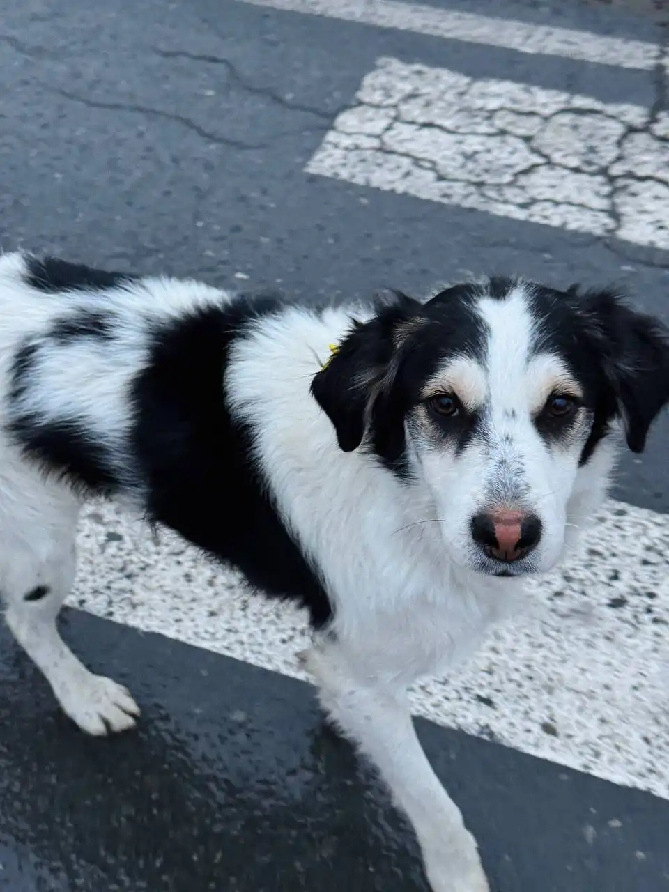 Ищет дом и любящего человека молодой песик Арчи