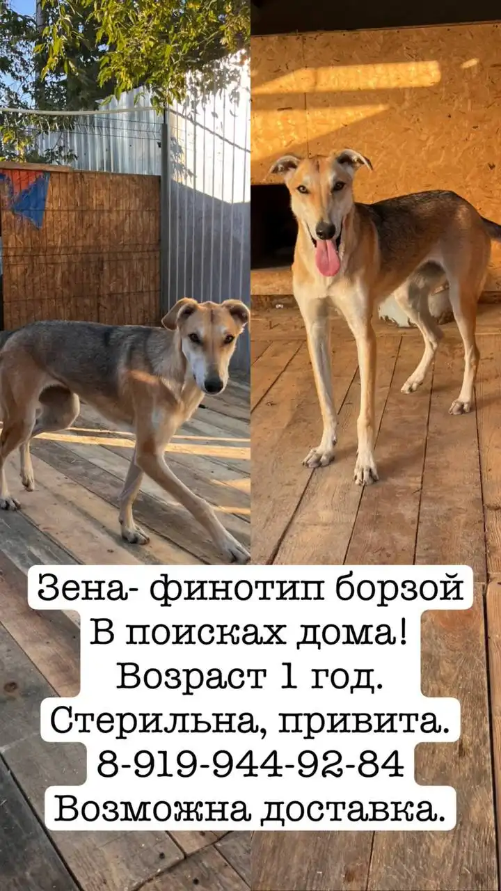 Продажа уличной собаки