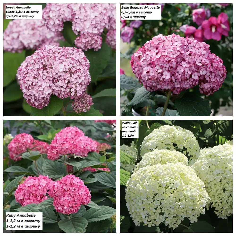 Гортензии метельчатые/древовидные Р9 (2 года)