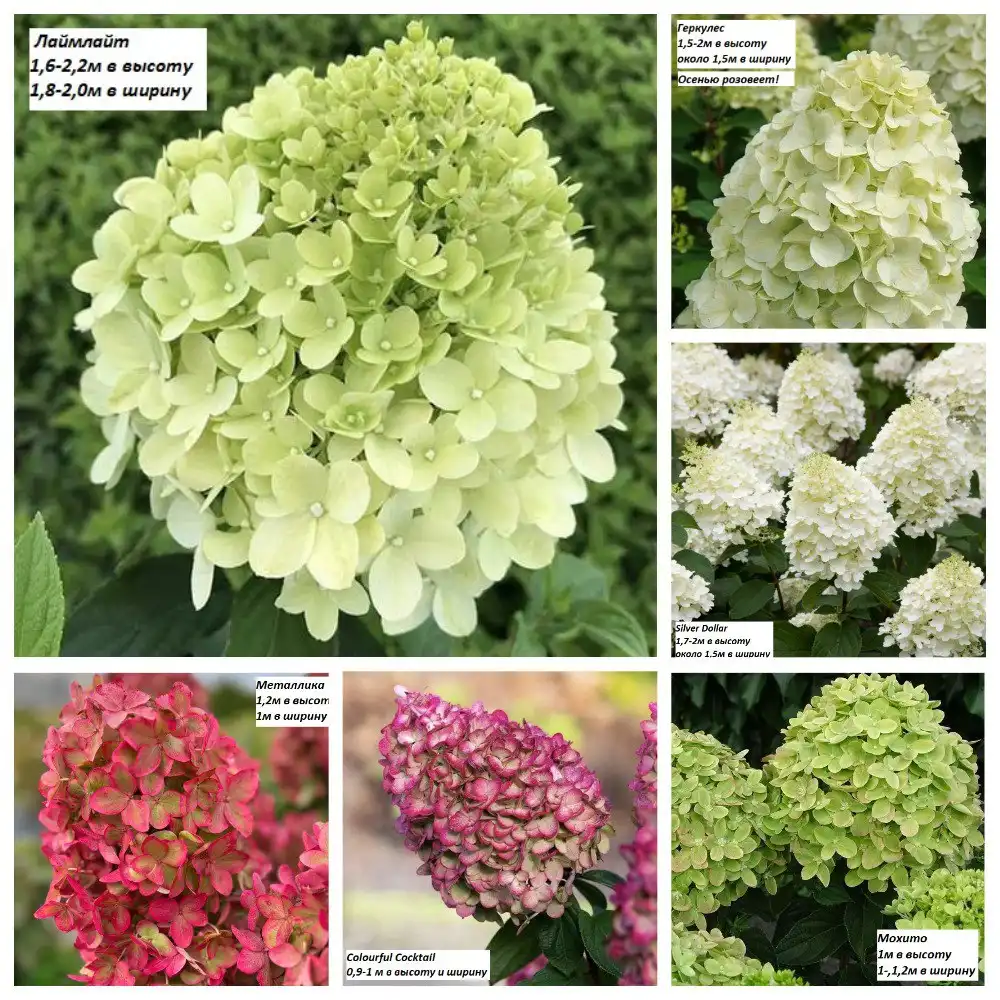 Гортензии метельчатые/древовидные Р9 (2 года)