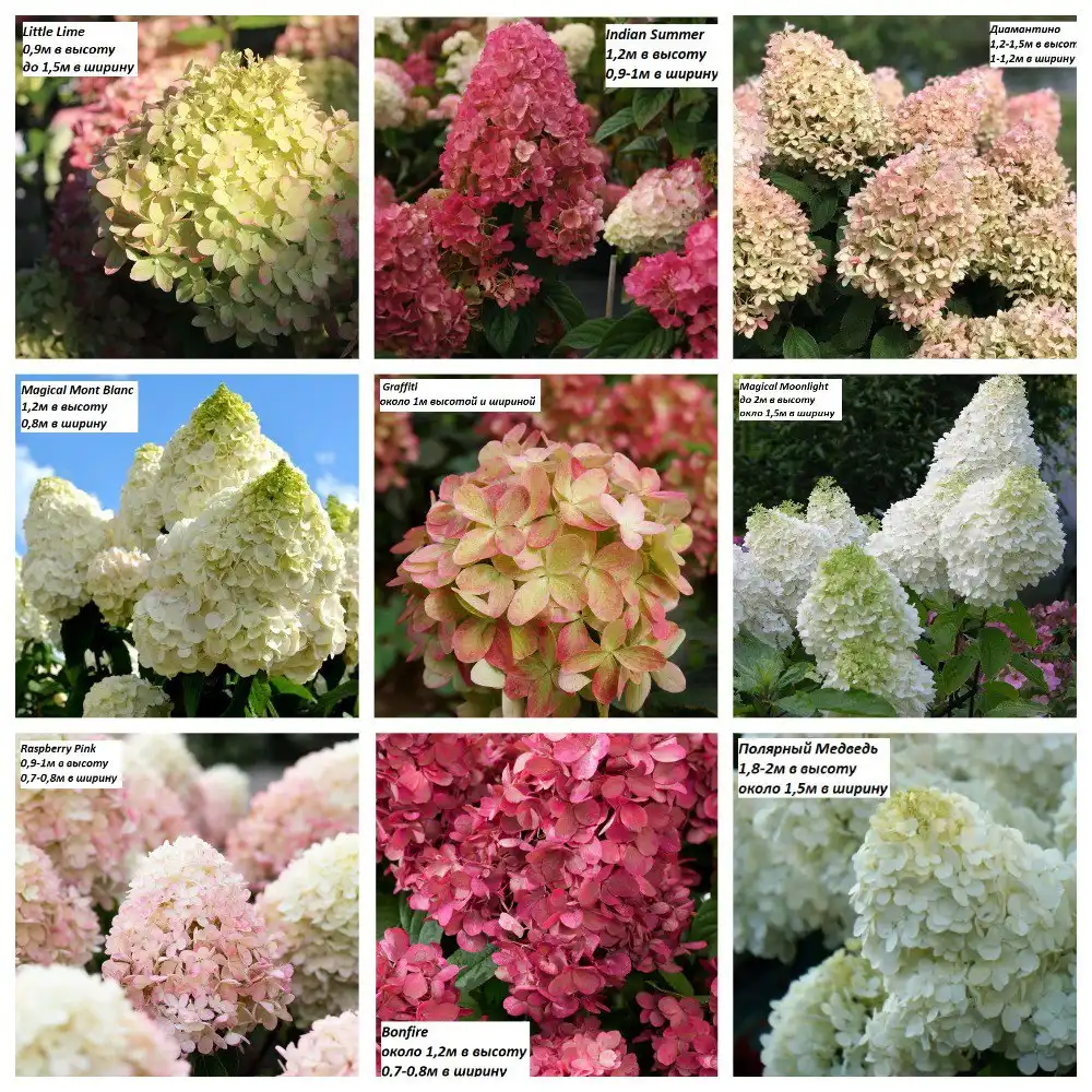 Гортензии метельчатые/древовидные Р9 (2 года)
