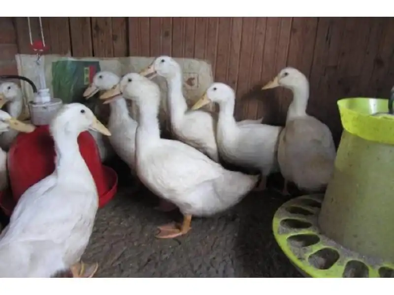 Утка на новогодний стол