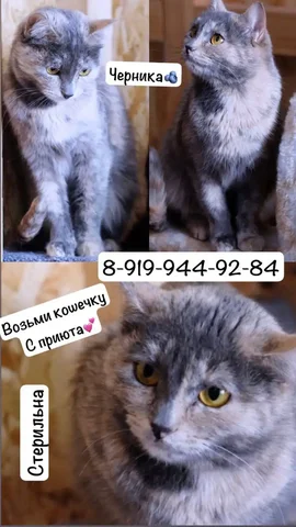 Молодая кошечка ищет дом - частное объявление в Тюмень