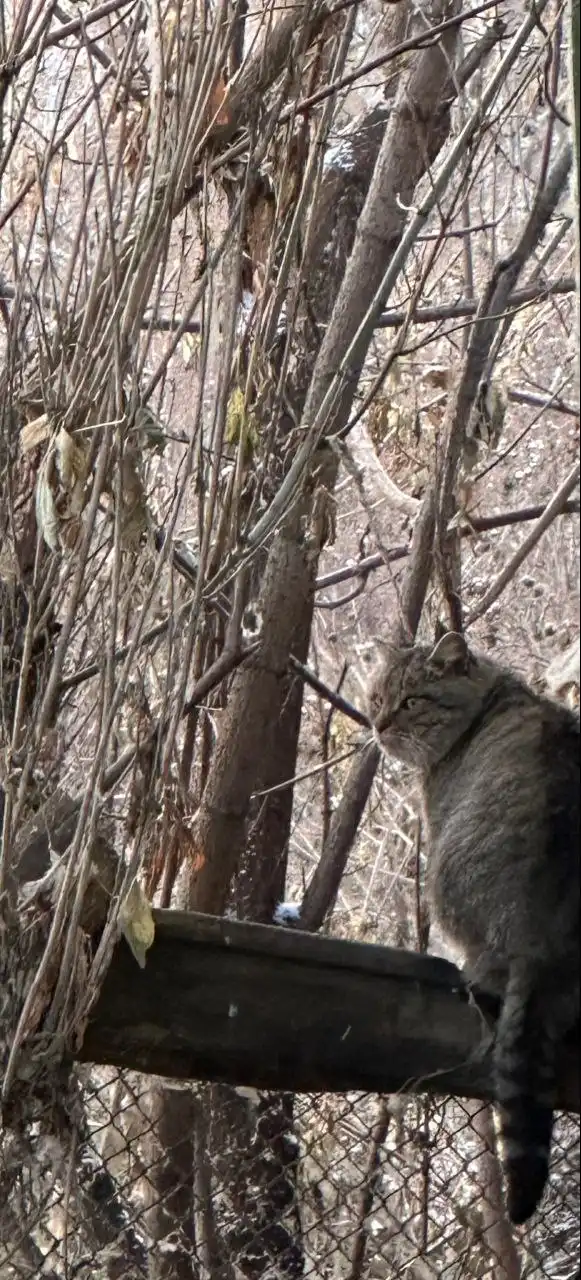 Нужен дом для котика, оставленного при переезде