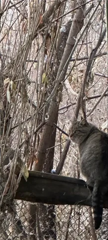 Нужен дом для котика, оставленного при переезде - частное объявление в Тюмень
