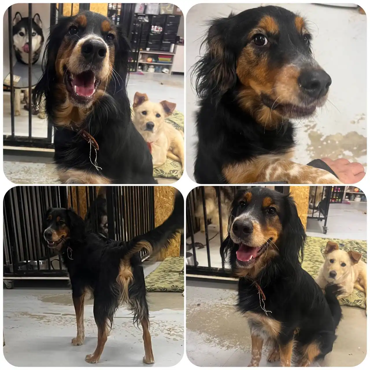 Спайк - молодой дружелюбный пес из приюта