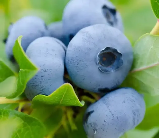 Совместная закупка саженцев растений и садовых материалов - Хобби и отдых в Тюмень