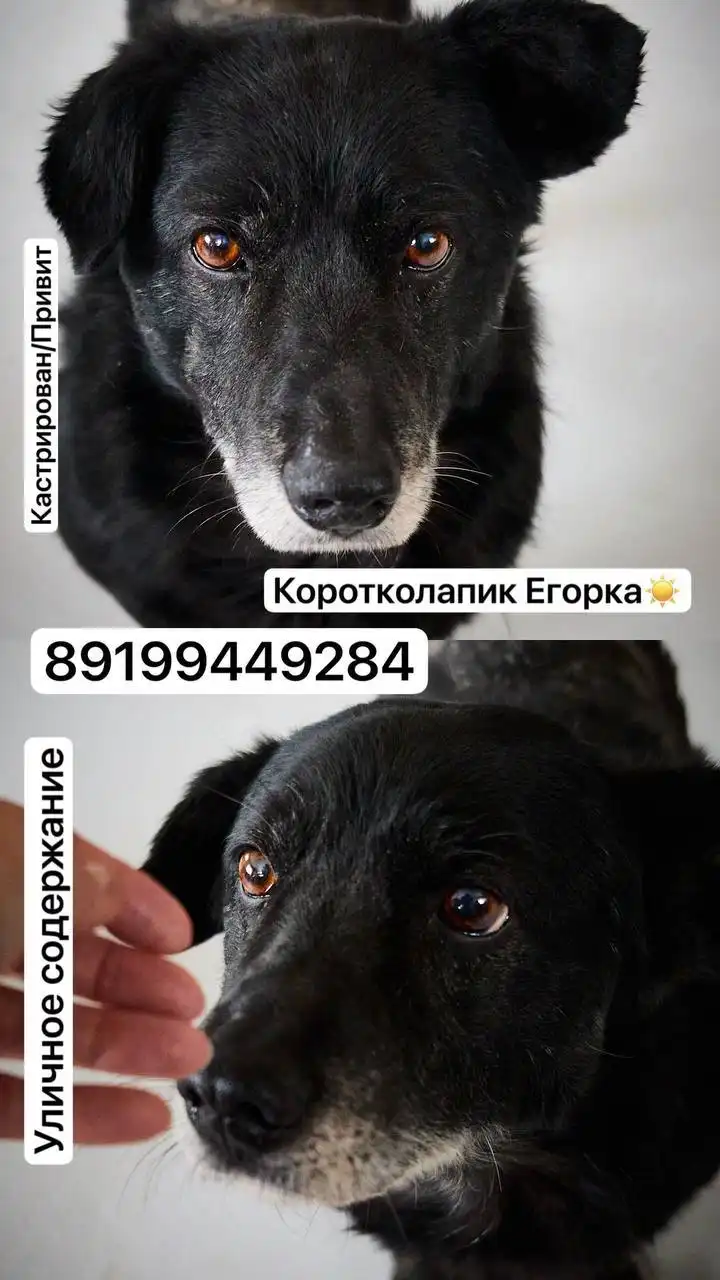 Предложение взять собаку из приюта