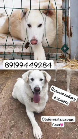 Кобель Сеня с тремя лапками - Животные в Тюмень