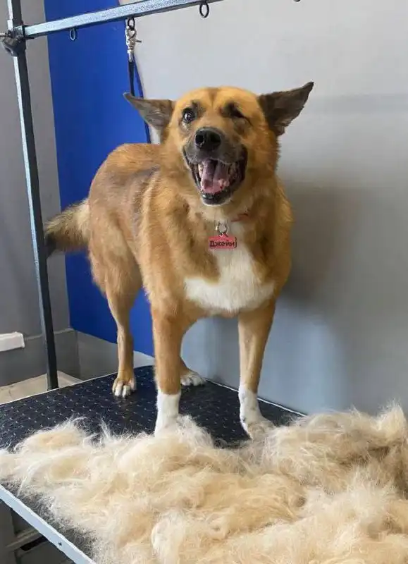 Ищет дом для спокойной собаки