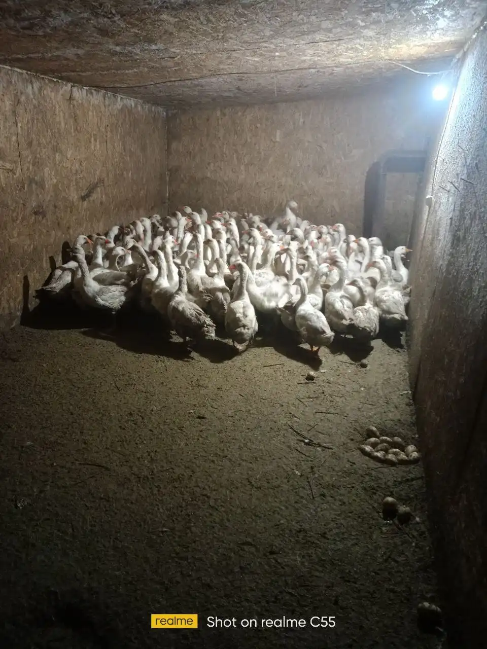 Продажа домашних гусей - Птица (Животные) в Тюмень