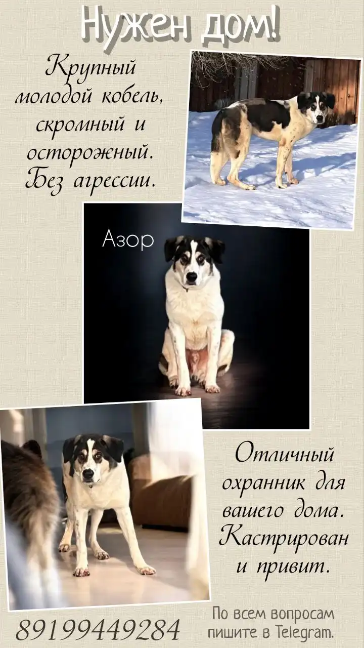 Продажа Азора - Собаки (Животные) в Тюмень