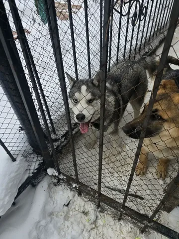 Найдена собака с зелёным ошейником - Товары для животных в Тюмень