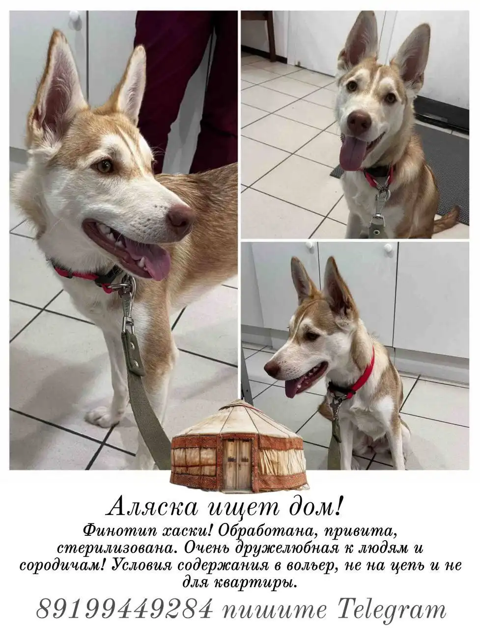 Аляска - Барахолка в Тюмень