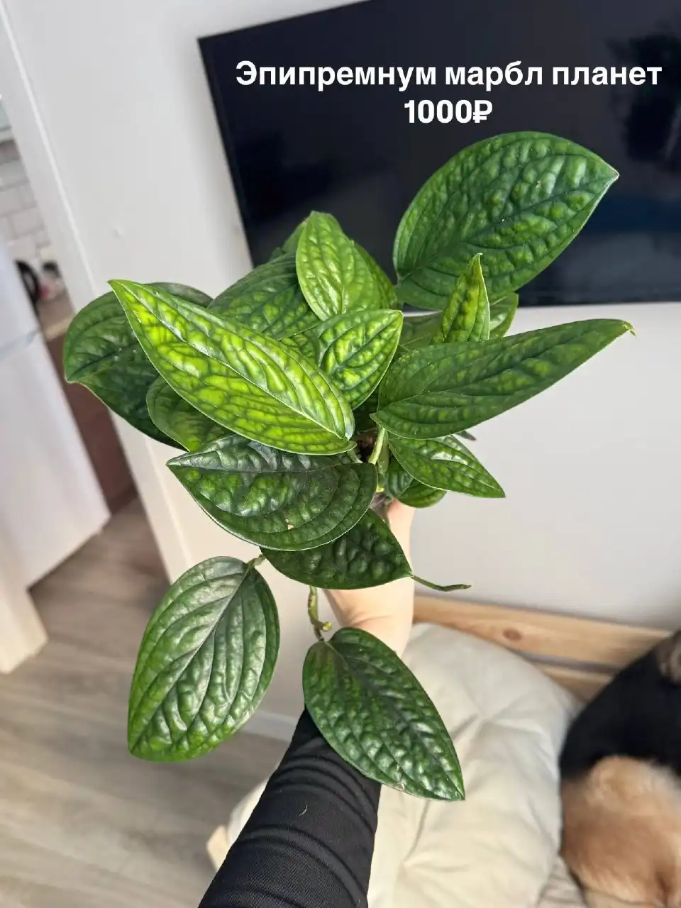 Комнатные растения в Тюмени - Растения (Хобби и отдых) в Тюмень