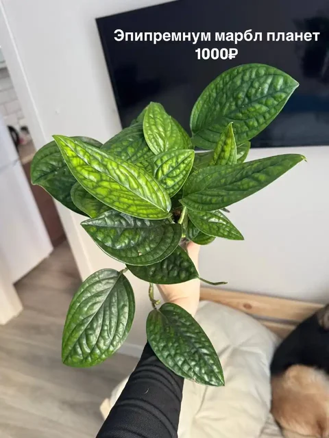 Комнатные растения в Тюмени - Ручная работа в Тюмень