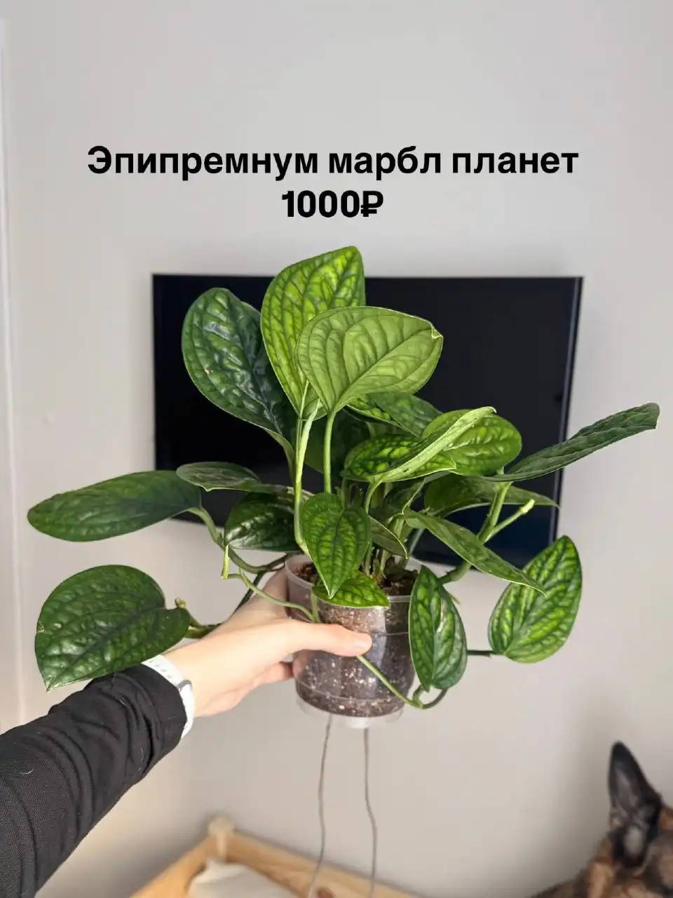 Комнатные растения в Тюмени - Растения (Хобби и отдых) в Тюмень