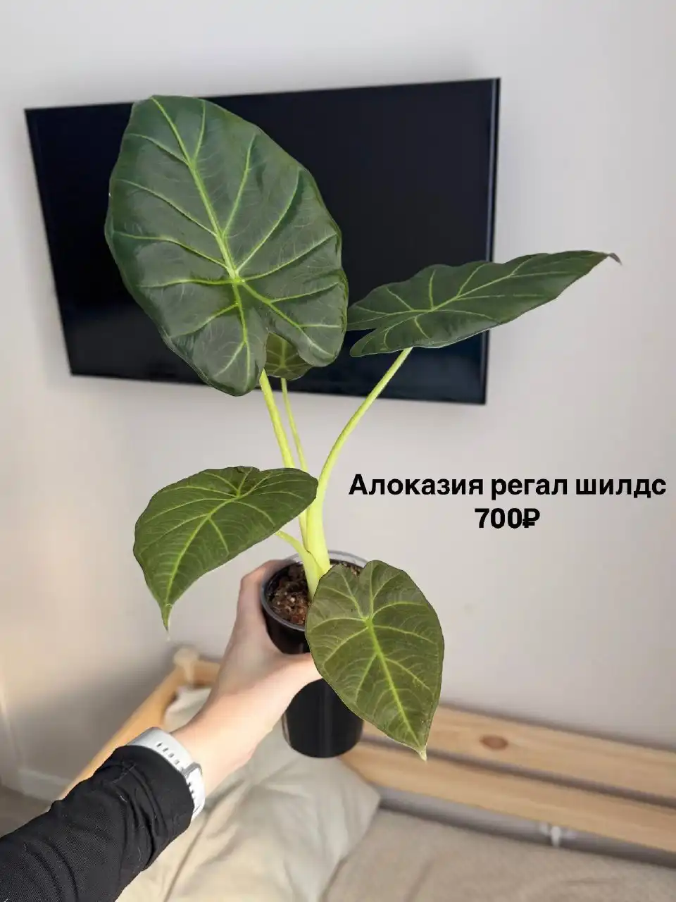 Комнатные растения в Тюмени - Растения (Хобби и отдых) в Тюмень