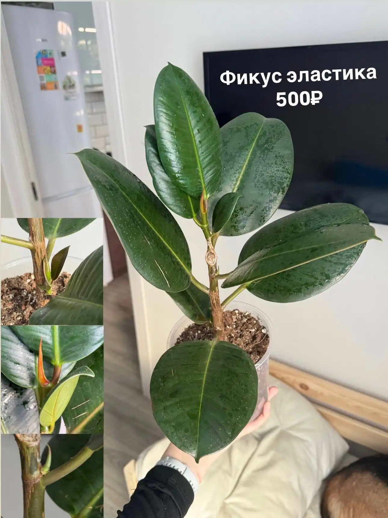 Комнатные растения в Тюмени - Растения (Хобби и отдых) в Тюмень