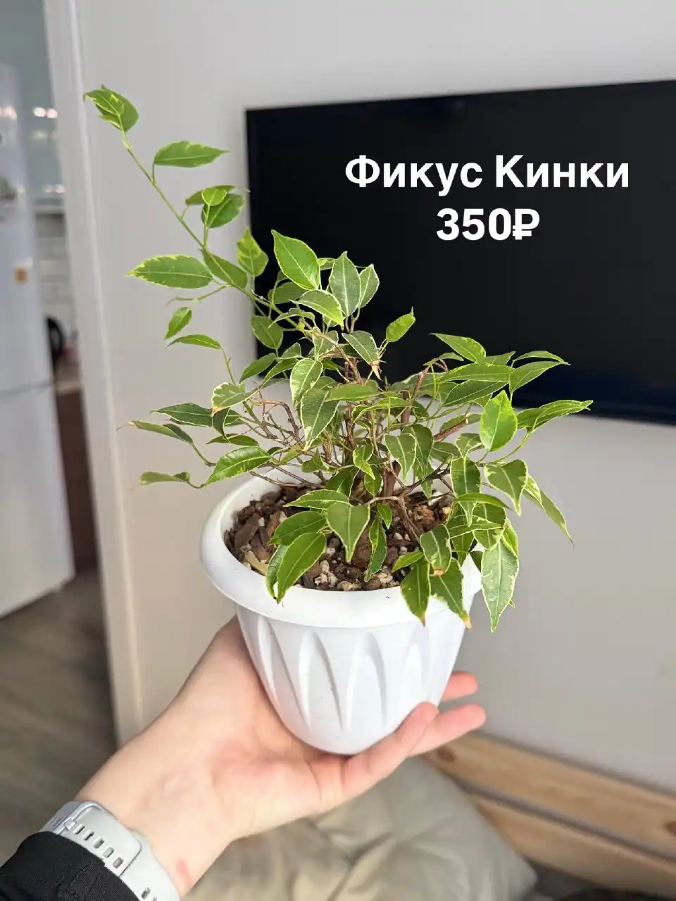 Комнатные растения в Тюмени - Растения (Хобби и отдых) в Тюмень