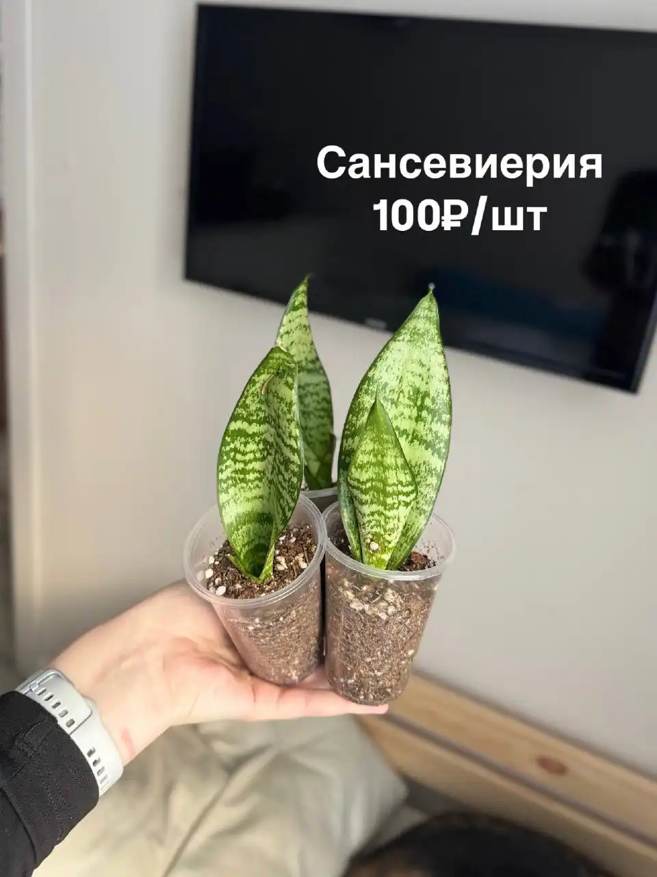 Комнатные растения в Тюмени - Растения (Хобби и отдых) в Тюмень