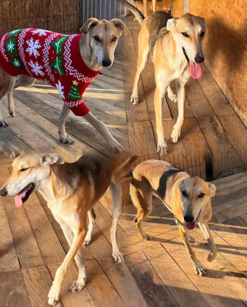 Продажа собаки породы Борзая - Собаки (Животные) в Тюмень