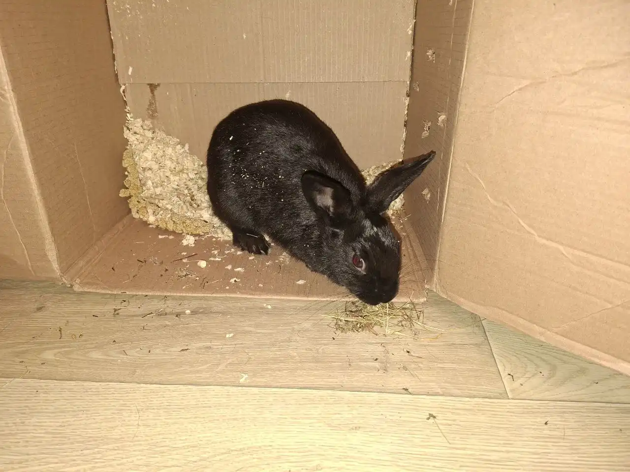 Продажа декоративного кролика девочки 4 месяцев