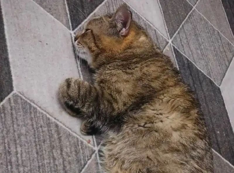 Apple iPhone в Перми