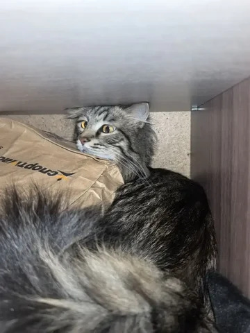 Apple iPhone в Перми - Мониторы в Пермь