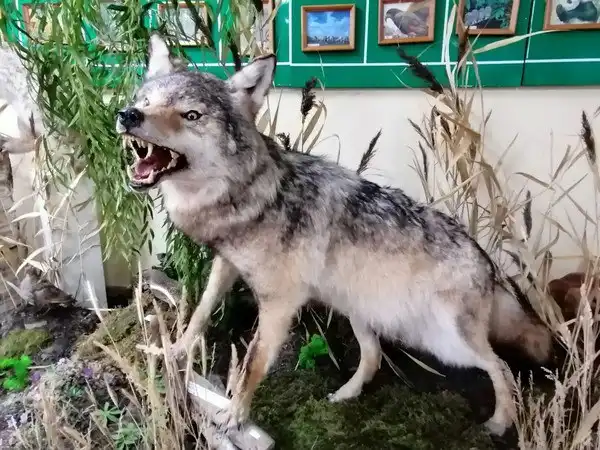 Экскурсия 'Хит-парад дикой природы' - Экскурсии (Хобби и отдых) в Набережные Челны