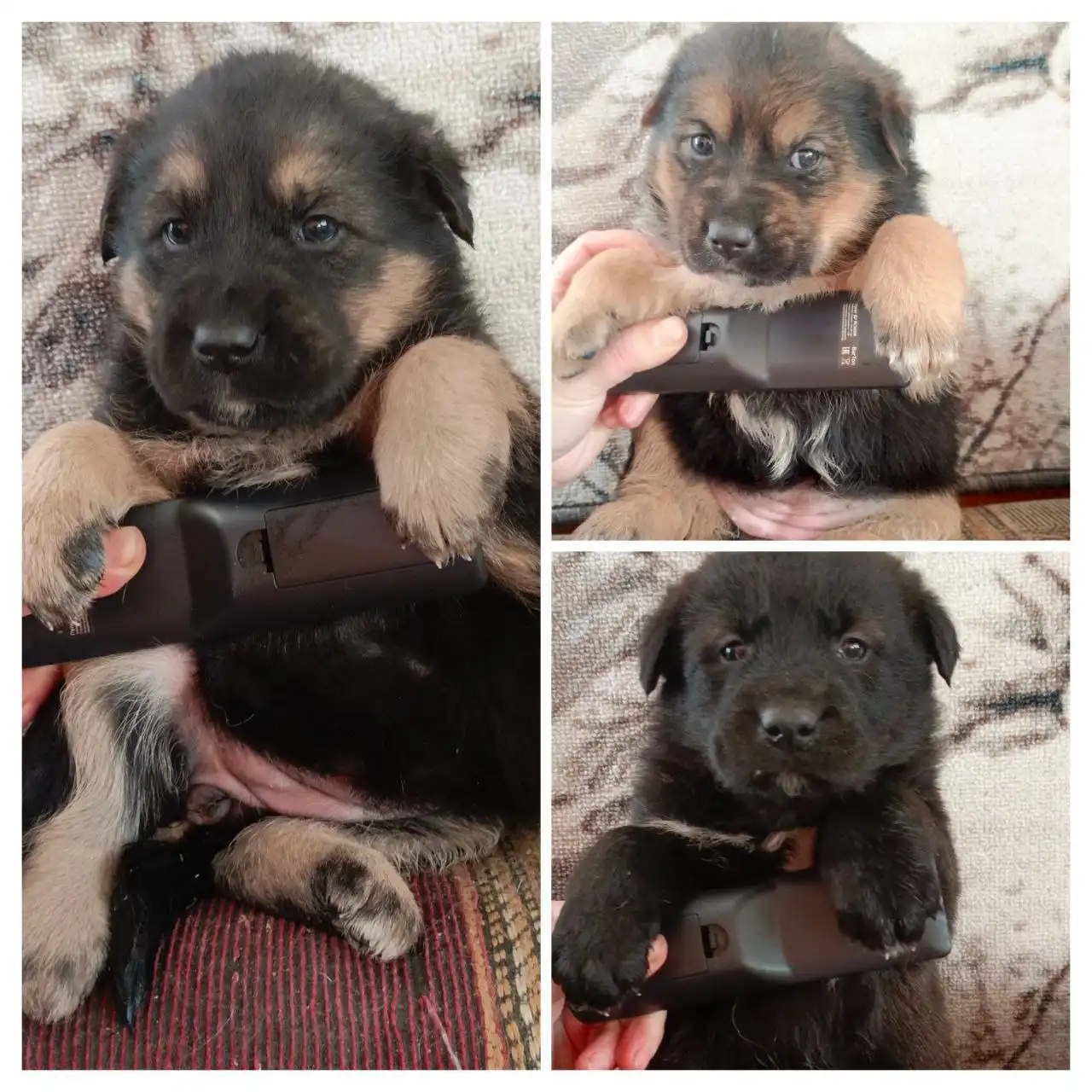 Щенки-метисы в дар