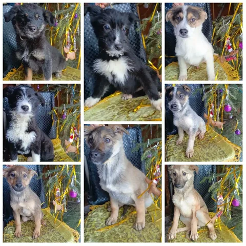 Щенки в дар - частное объявление в Иркутск