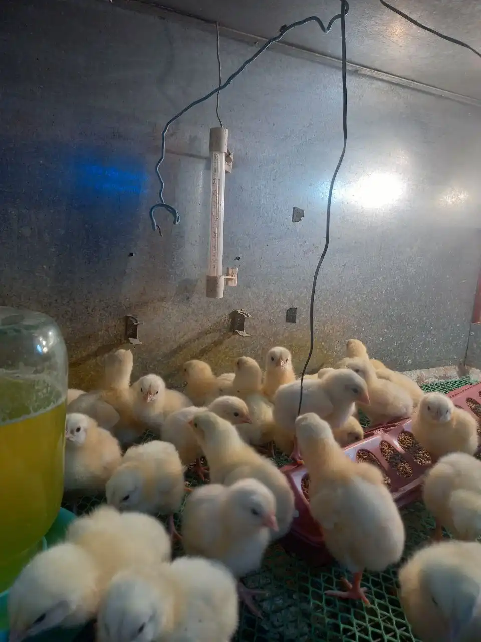 Цыплята бройлеры РОСС 308