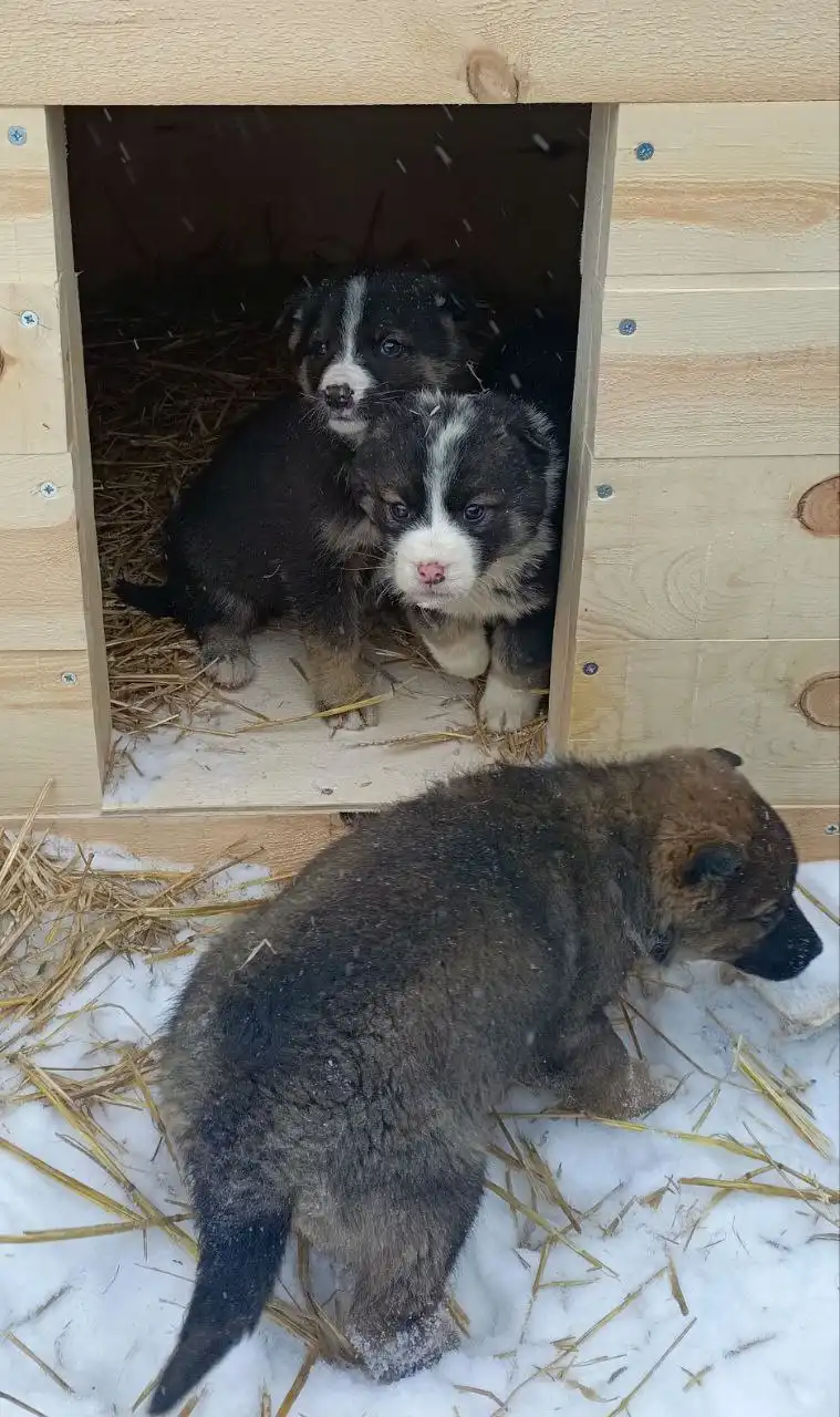 Щенки в дар