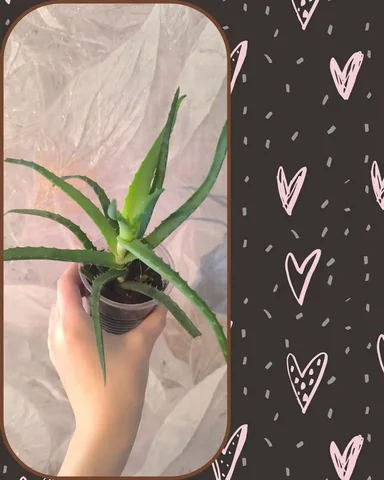 Алоэ-Столетник: Зеленый Доктор для Дома - частное объявление в Черемхово