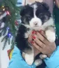 Пухляши в подарок на Новый год - Животные в Иркутск