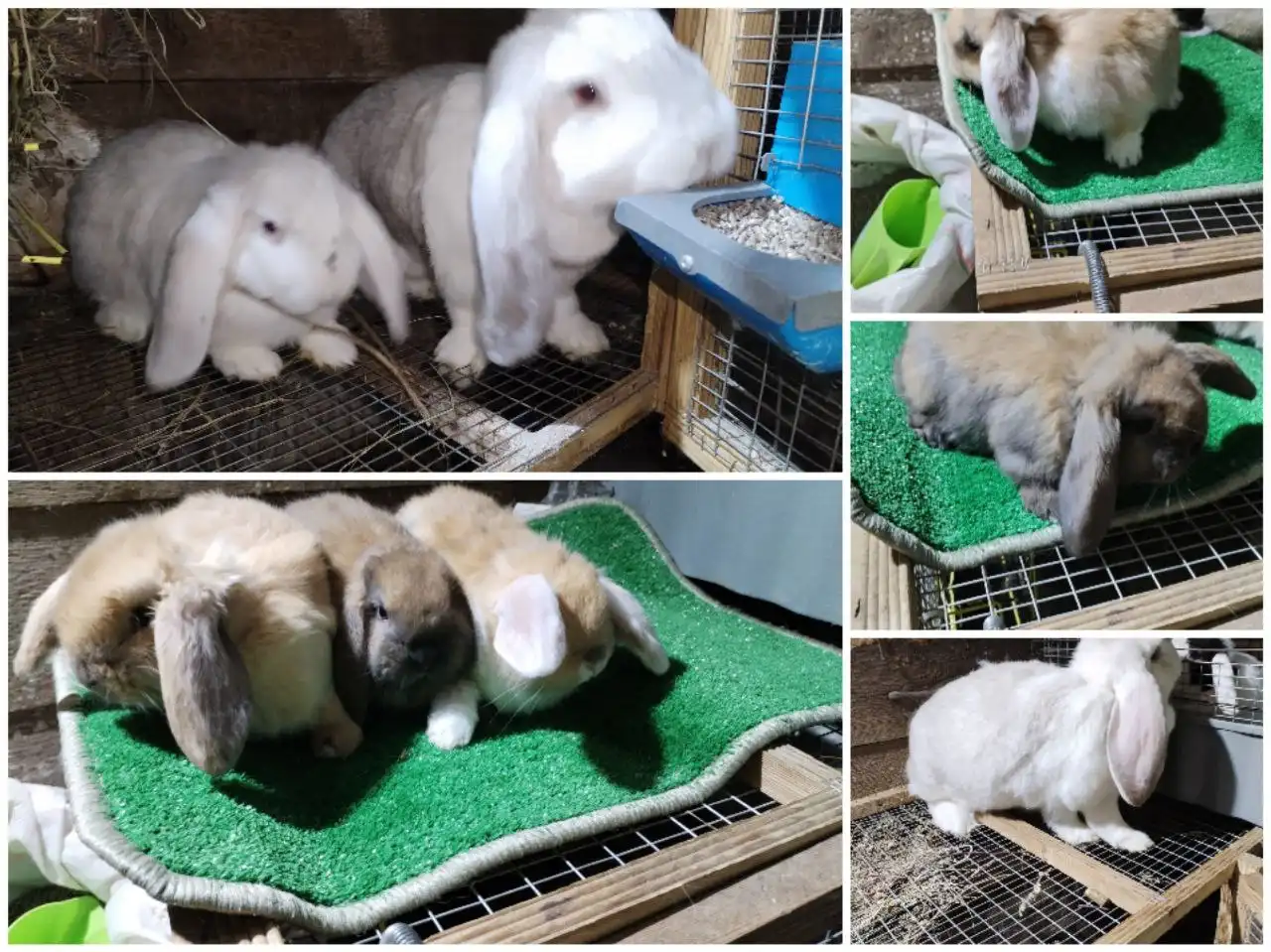 Продажа крольчат породы Французский Баран