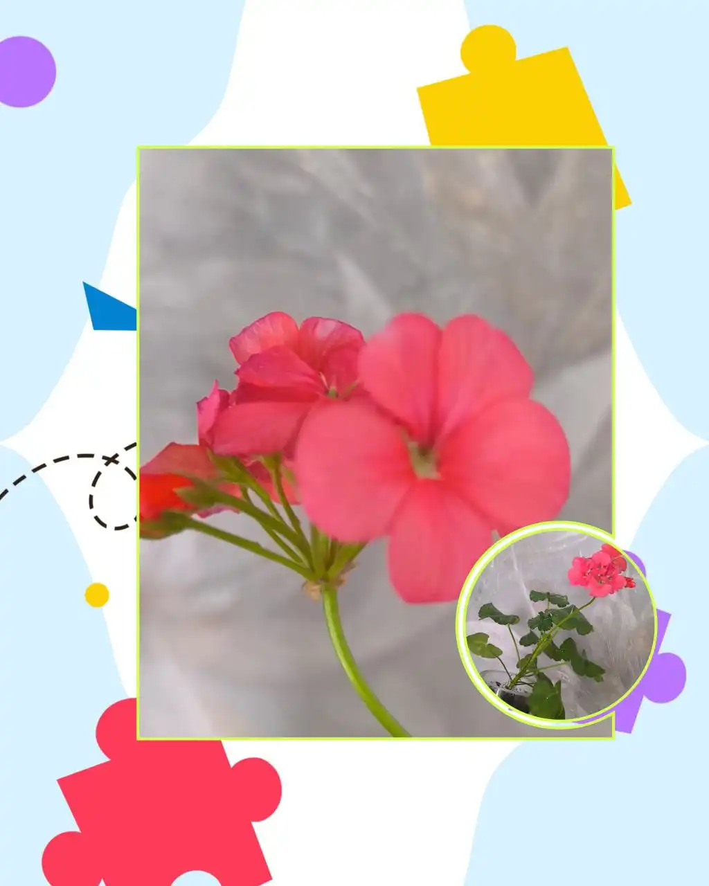 Пеларгония: из малышки в королеву!