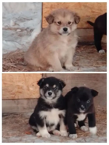 Малыши дворяне - будущие охранники и преданные друзья - Собаки в Иркутск